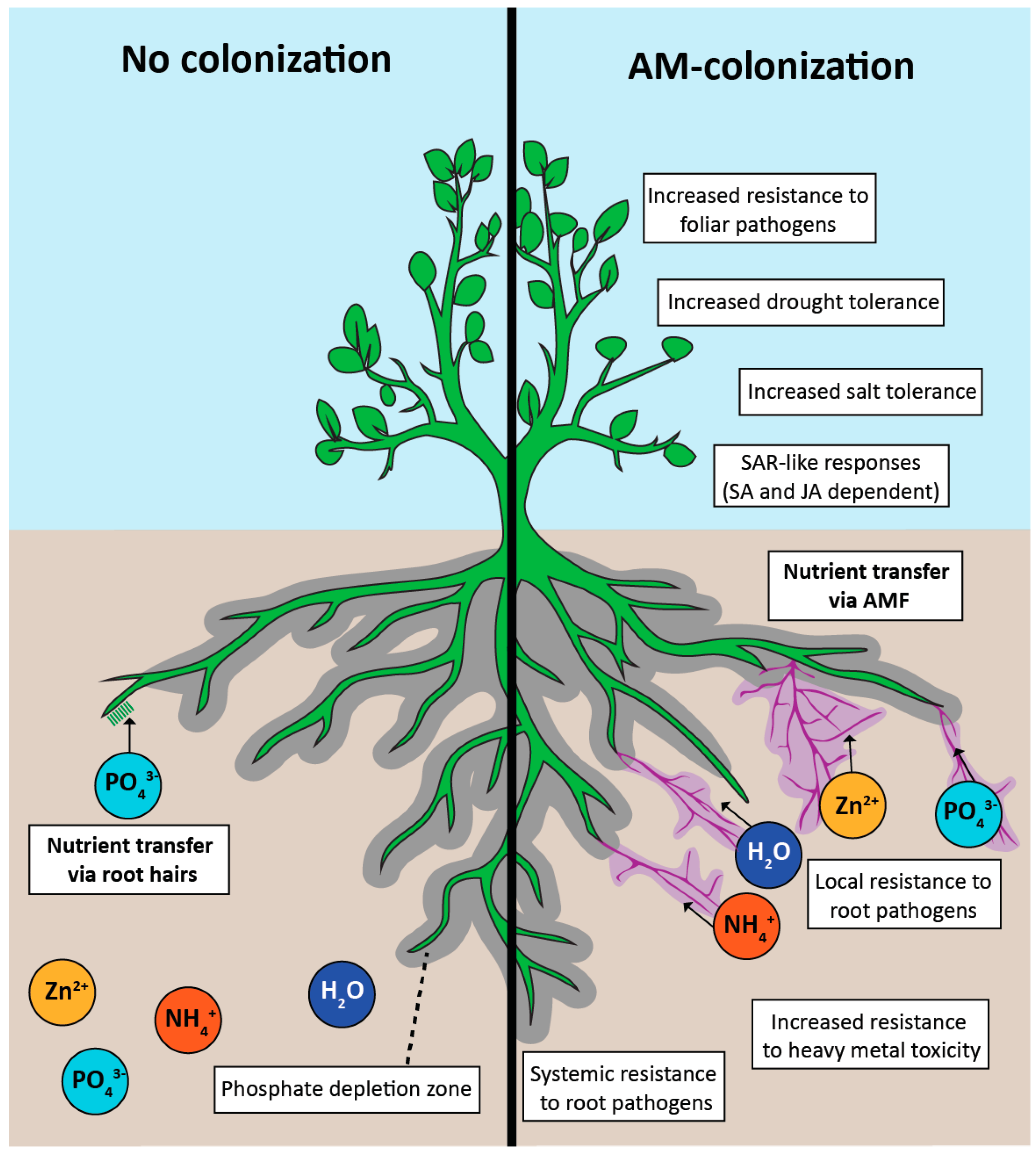 Positive effects of arbuscular mycorrhizal AM colonization