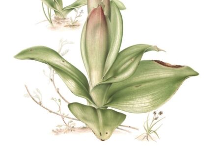 Waarom een botanische illustrator worden het waard is