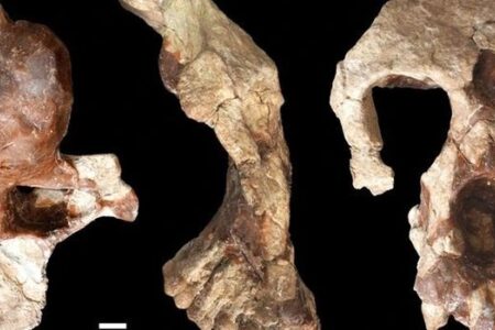 European great apes and the tooth of time