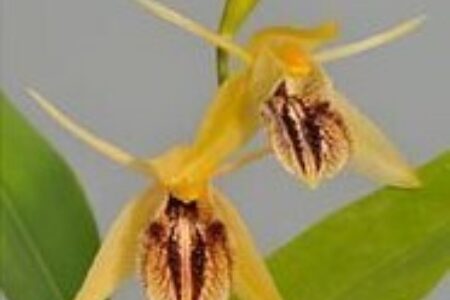 Leiden Student Journal: Orchideeën als medicijn