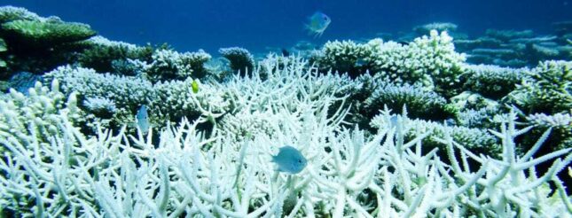 Coral Bleaching