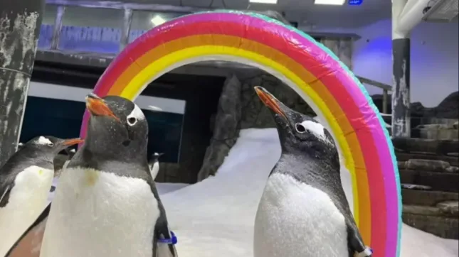 Gay Penguins