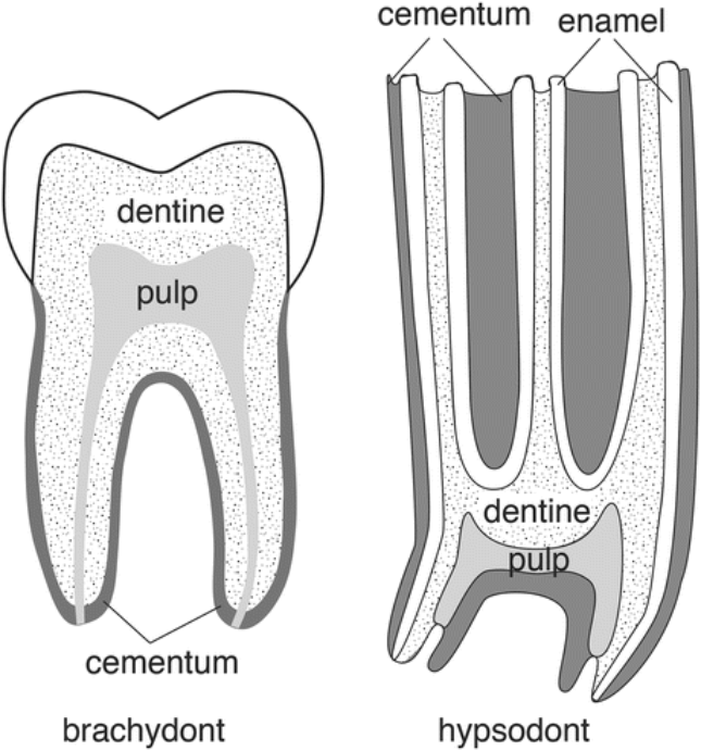 Hypsodont tooth