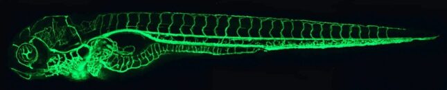 Zebrafish vascular system