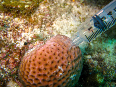 Coral Microbiome Samples