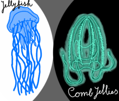 Png jellyfish vs comb jellies