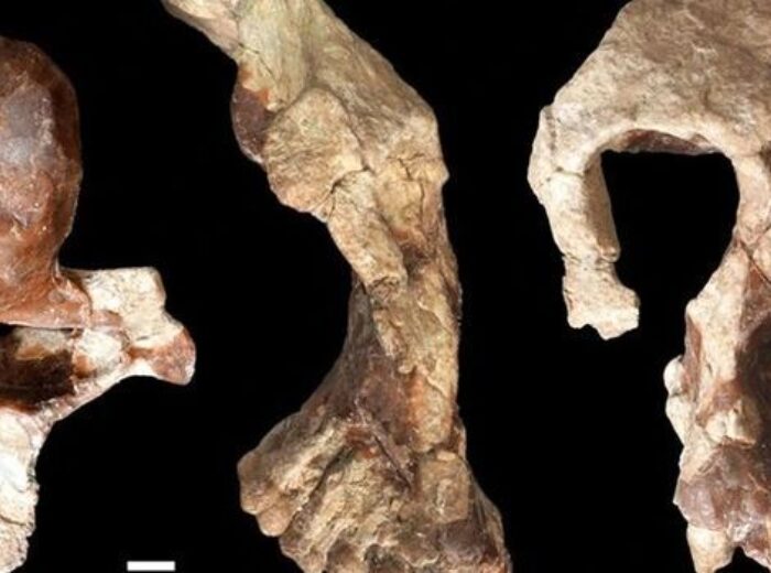European great apes and the tooth of time