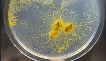 Investigating cooperativity in slime molds is a tough job